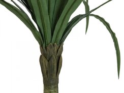 Dracena zelená, 220 cm Dracena zelená, 220 cm
