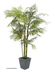 Cykasová palma, 280 cm Cykasová palma, 280 cm