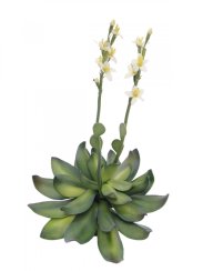Skalní růže žlutá, 32 cm