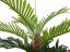 Kentia palma, 180cm
