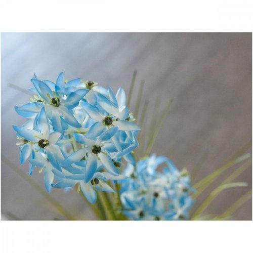 Okrasný česnek s modrými květy, 120 cm