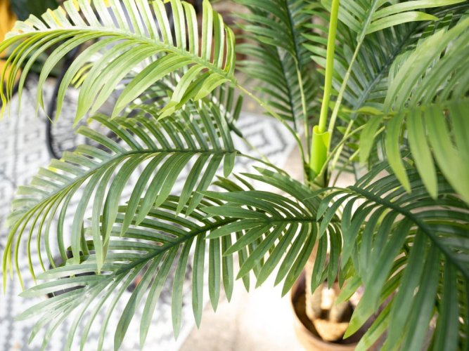 Palma Areca, 2 kmeny, 120 cm