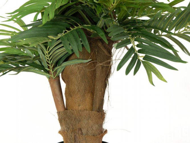 Areca palma, 140 cm
