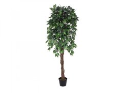 Fikus-Benjamin Multi-kmen, 180 cm