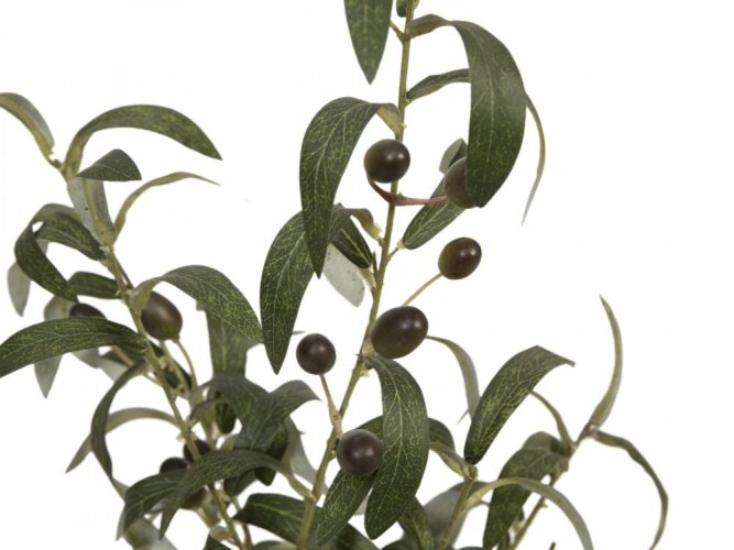 Olivovník s plody, 68 cm