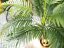Palma Areca, 2 kmeny, 120 cm