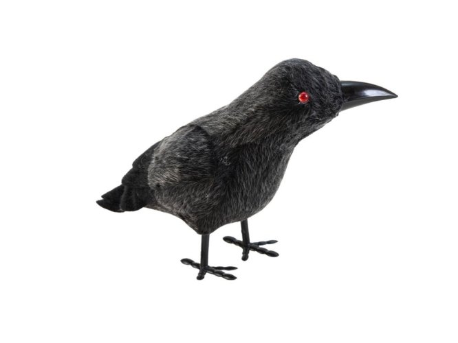 Europalms Havran, 18 cm