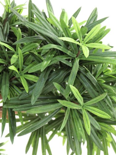 Bonsai palma, 120cm – rozbaleno (82511514)