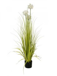 Okrasný česnek s bílými květy, 120 cm