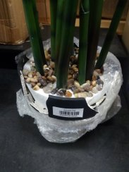Aloe Gigante, zelená, 80cm - poškozeno (82530580)