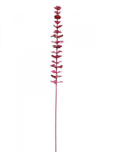 Eukalyptus červený - křišťálový, 81 cm, 12 ks