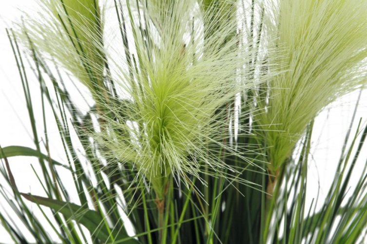 Péřová tráva, bílá, 60 cm