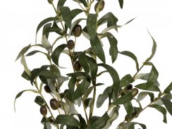 Olivovník s plody, 90 cm