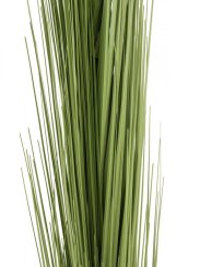 Zblochan vodní, světle zelený, 127 cm