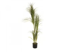 Dracena, 215 cm