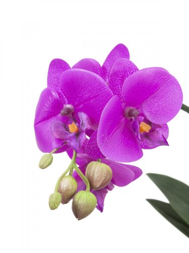 Orchidej fialová v dekoračním květináči, 6 květů, 56 cm