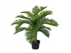 Cycas palma, 70 cm