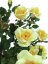 Keř růže v květináči, žlutá, 140 cm