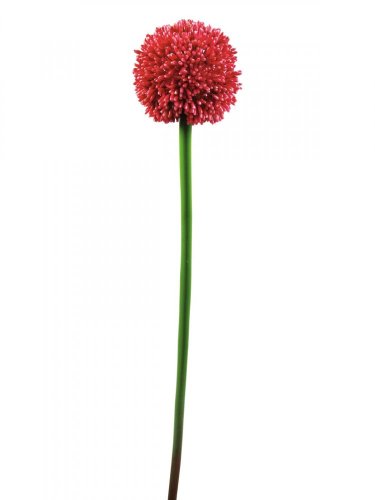 Okrasný česnek červený, 55 cm