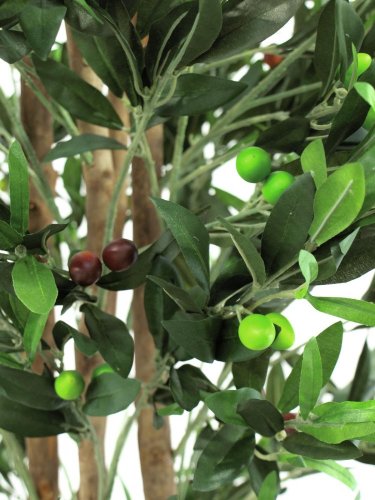 Olivovník 2 kmeny s olivami, 250 cm