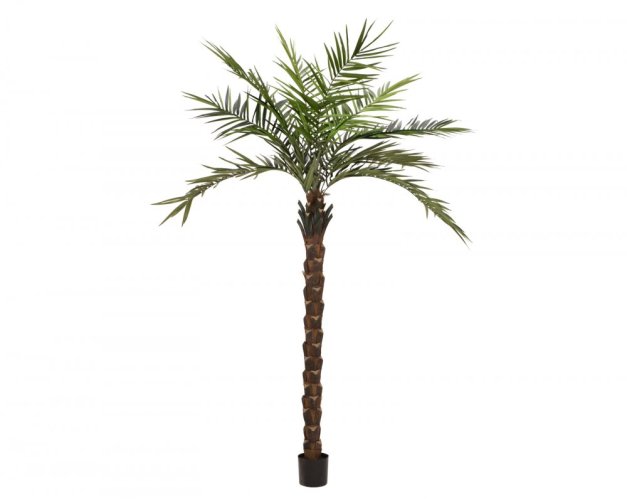 Kentia  palma deluxe, 300cm