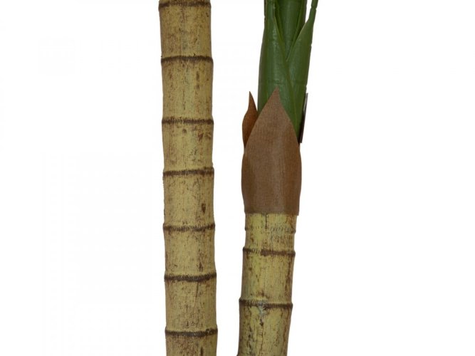 Palma Areca, 2 kmeny, 120 cm