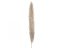 JOLIPA Pampas tráva, sušený klas, natural, 137cm