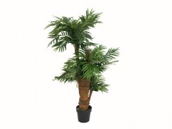 Areca palma, 140 cm