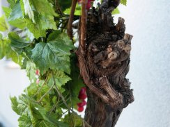 Vinná réva,cca. 1,5m