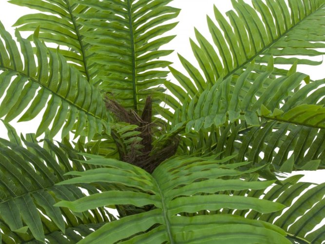 Cycas palma, 70 cm - poškozeno (82509604)