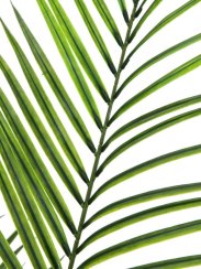 Areca palma s velkými listy, 165 cm Areca palma s velkými listy, 165 cm