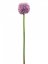 Allium lavandulová, 55 cm