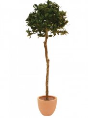 Vavřín kulatý strom, 180 cm