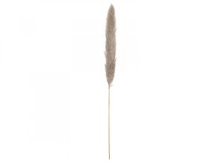 JOLIPA Pampas tráva, sušený klas, natural, 137cm