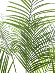 Areca palma s velkými listy, 185 cm Areca palma s velkými listy, 185 cm