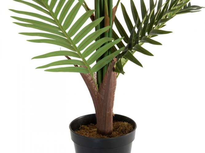 Palma Areca, 150 cm