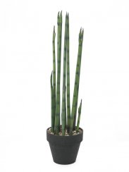 Aloe Gigante, zelená, 80cm - poškozeno (82530580)