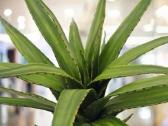 Aloe vera zelená, 50 cm