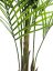 Areca palma s velkými listy, 165 cm