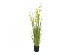 Allium tráva, 122 cm