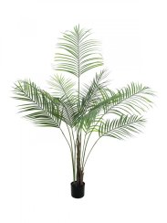 Areca palma s velkými listy, 185 cm Areca palma s velkými listy, 185 cm