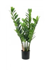 Zamiokulkas, 70cm