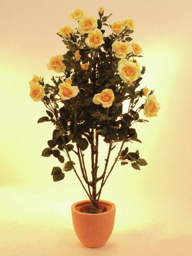 Růžový keř s květináčem, žlutá, 140 cm