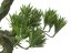 Bonsai borovice, 70 cm - poškozeno (82600117)
