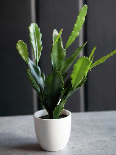 Epifylum kaktus, 36 cm