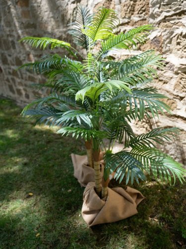 Palma Areca, 2 kmeny, 120 cm
