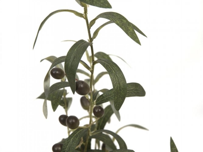 Olivovník s plody, 68 cm