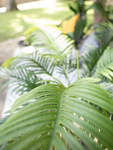 Palma Areca, 2 kmeny, 120 cm