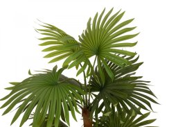 Vějířová palma, 130 cm
