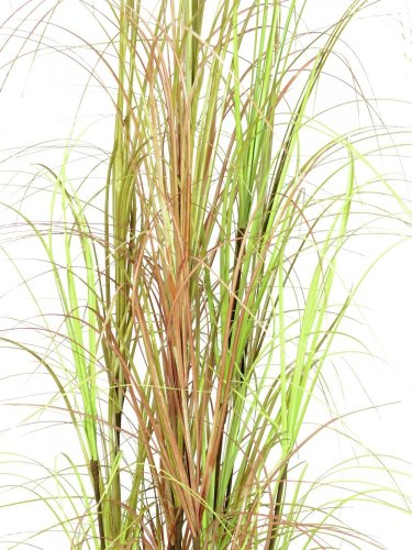 Trs okrasné trávy v květináči, 150 cm